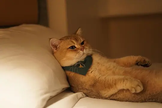 电影剧照